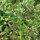 Groene gekruide venkel Dulce (Foeniculum vulgare) Bio zaad