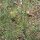 Groene gekruide venkel Dulce (Foeniculum vulgare) Bio zaad