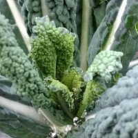 Toscaanse palmkool Cavolo Nero di Toscana (Brassica oleracea) bio zaad