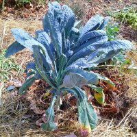 Toscaanse palmkool Cavolo Nero di Toscana (Brassica oleracea) bio zaad