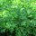 Italiaanse platte peterselie Italian Giant (Petroselinum crispum) bio zaad