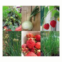 Aardbeien, uien & bieslook – zaad set
