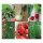 Aardbeien, uien & bieslook – zaad set