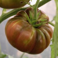 Tomaat Ananas Noire (Solanum lycopersicum) zaden