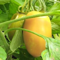 Tomaat Cream Sausage (Solanum lycopersicum) zaden