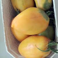 Tomaat Cream Sausage (Solanum lycopersicum) zaden