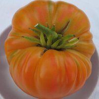 Tomaat Old German (Solanum lycopersicum) zaden