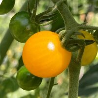 Gele aalbestomaat (Solanum pimpinellifolium) zaden