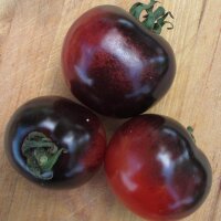 Tomaat Indigo Rose (Solanum lycopersicum) zaden