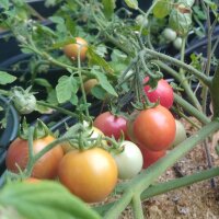 Tomaat Gartenperle (Solanum lycopersicum) zaden