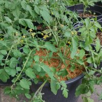 Tomaat Gartenperle (Solanum lycopersicum) zaden