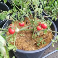 Tomaat Gartenperle (Solanum lycopersicum) zaden