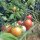 Tomaat Gartenperle (Solanum lycopersicum) zaden