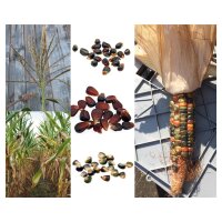 Kleurrijke maïs – zaad set