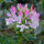 Roze spinbloem (Cleome spinosa) bio zaad