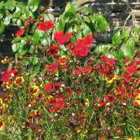 Meisjesoog Mahogany Midget (Coreopsis tinctoria) bio zaad