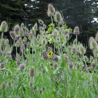 Grote kaardenbol (Dipsacus fullonum) bio zaad