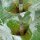 Grote kaardenbol (Dipsacus fullonum) bio zaad