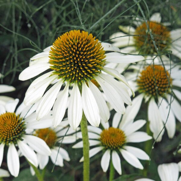 Witte zonnehoed White Swan (Echinacea purpurea) bio zaad