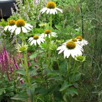 Witte zonnehoed White Swan (Echinacea purpurea) bio zaad