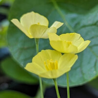 Goudpapaver / slaapmutsje (Eschscholzia caespitosa) bio zaad