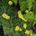 Goudpapaver / slaapmutsje (Eschscholzia caespitosa) bio zaad