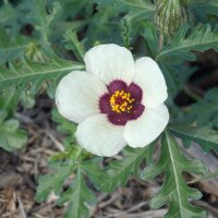 Uurbloem (Hibiscus trionum) bio zaad