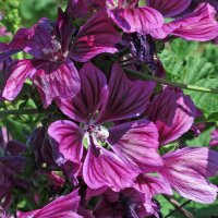 Mauritaanse kaasjeskruid  (Malva sylvestris ssp. mauritiana) bio