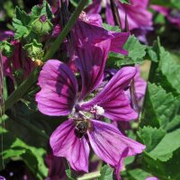 Mauritaanse kaasjeskruid  (Malva sylvestris ssp....