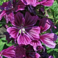 Mauritaanse kaasjeskruid  (Malva sylvestris ssp. mauritiana) bio