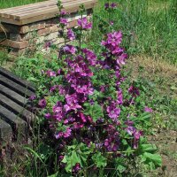 Mauritaanse kaasjeskruid  (Malva sylvestris ssp. mauritiana) bio