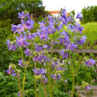 Jacobsladder (Polemonium caerulum) bio zaad