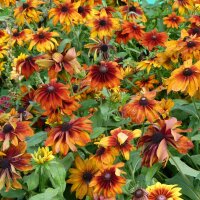 Zonnehoed Chocolate Orange (Rudbeckia hirta) bio zaad