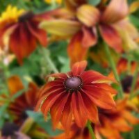 Zonnehoed Chocolate Orange (Rudbeckia hirta) bio zaad