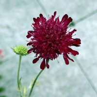 Zwarte scabiosa / rouwbruid / treurige weduwe /...