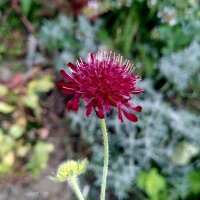 Zwarte scabiosa / rouwbruid / treurige weduwe /...