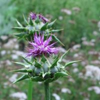 Mariadistel (Silybum marianum) bio zaad