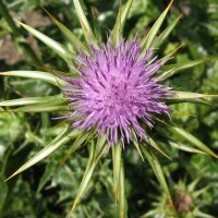 Mariadistel (Silybum marianum) bio zaad