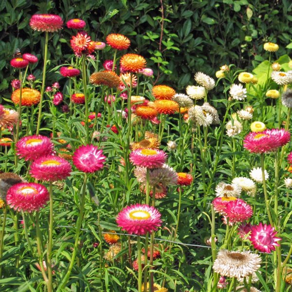 Goud-strobloem / tuin-strobloem (Xerochrysum bracteatum) bio zaad