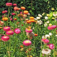 Goud-strobloem / tuin-strobloem (Xerochrysum bracteatum)...