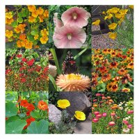 Kleurrijke nectarplanten (bio) - zaad-cadeauset