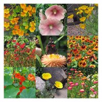 Insectvriendelijke kleurrijke bloemen (biologisch) - zaad-cadeauset