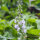 Mannetjesereprijs (Veronica officinalis) bio zaad