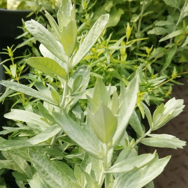 Steppe alsem (Artemisia ludoviciana) zaden