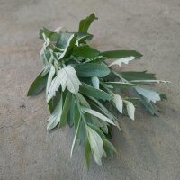 Steppe alsem (Artemisia ludoviciana) zaden