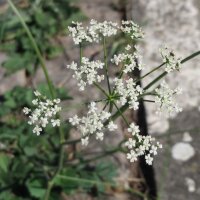 Kleine bevernel (Pimpinella saxifraga) bio zaad