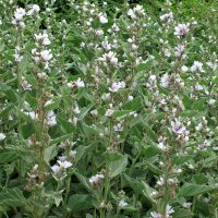 Heemst (Althaea officinalis) bio zaad