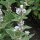 Heemst (Althaea officinalis) bio zaad