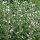 Heemst (Althaea officinalis) bio zaad