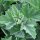 Heemst (Althaea officinalis) bio zaad